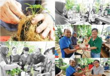 Growing Plants the Kokedama Way