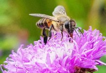 YES! YOU ARE OVERWATERING YOUR PLANTS!