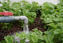 PENANG GOV’T READY TO ASSIST SCHOOLS TO START AQUAPONICS FARMING
