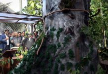 MERBAU MALAYSIA’S NATIONAL TREE