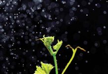 Five General Steps to a Healthy Soil