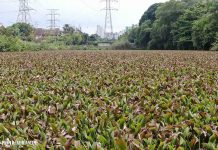 Overgrown Vegetation at SS12 Retention Pond to be Cleared Soon