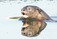 Otters Spotted in Subang Lake