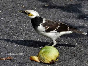 Black-collared Starling sighted in front of the house