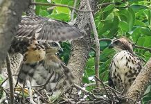 Nature Bounces Back in Subang Jaya