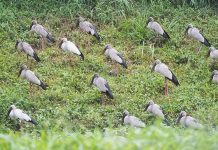 Subang Jaya Becomes Migratory Birds Stopover during the MCO