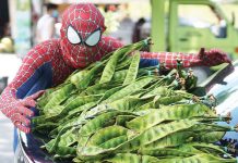 Meet Spidey the Petai Man