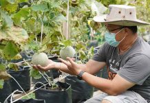 Wawasan Park “Community Farmers” Eager to Bounce Back after Attack on Maiden Crop