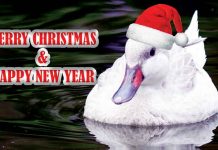 EDITORIAL: ALL I WANT FOR CHRISTMAS……