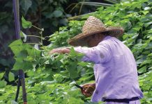 YOU THINK I BODOH ISSIT?