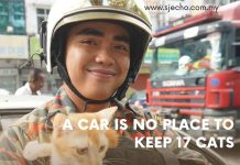 A Car is No Place to Keep 17 Cats