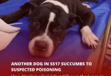 ANOTHER DOG IN SS17 SUCCUMBS TO SUSPECTED POISONING