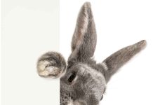 ARNAB LOMPAT LOMPAT 2023