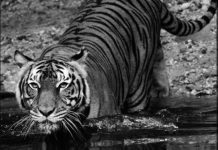 Police Seize and Revoke Rifle Licences to Combat Illegal Hunting