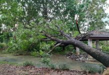 MBSJ to Replace Trees at Risk of Falling on Passersby