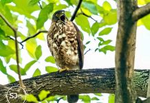 MBSJ Acts to Protect Nesting Crested Goshawk in USJ9