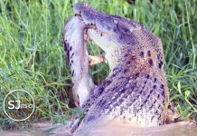 Are Crocodiles Important in our Ecosystem?