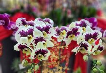 ORCHIDS CAN GENERATE RM4 BLN A YEAR IN EXPORT EARNINGS