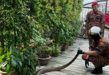 10 Feet Long Reticulated Python Caught in SS18