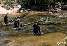 TRAVERSING FORESTS, FORDING RIVERS FOR LEMANG BAMBOO