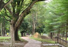 ESTABLISH A ‘NATIVE TREEBANK’, DON’T LOSE POCKETS OF GREENERY