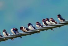 WHEN POLITICIANS DECIDE