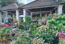 COME SMELL THE ROSES AT THE MOST BEAUTIFUL COMMUNITY GARDEN IN SUBANG JAYA