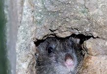 RATS! RATS! RATS! — THEY RULE THE BACKLANES OF SS15!