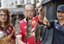 “Pied Pipers of Subang Jaya” Strike Back Against SS15 Rat Menace